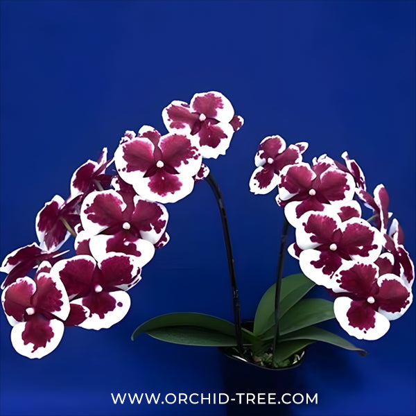 Phalaenopsis Kingcar Clown Orchid Plant - MS
