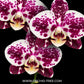 Phalaenopsis King Car Purple Queen Orchid Plant - FF - Buy Orchids Plants Online by Orchid-Tree.com