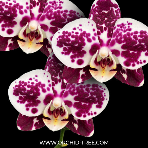 Phalaenopsis King Car Purple Queen Orchid Plant - FF - Buy Orchids Plants Online by Orchid-Tree.com