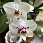 Phalaenopsis Kingcar K80447 Orchid Plant - FF