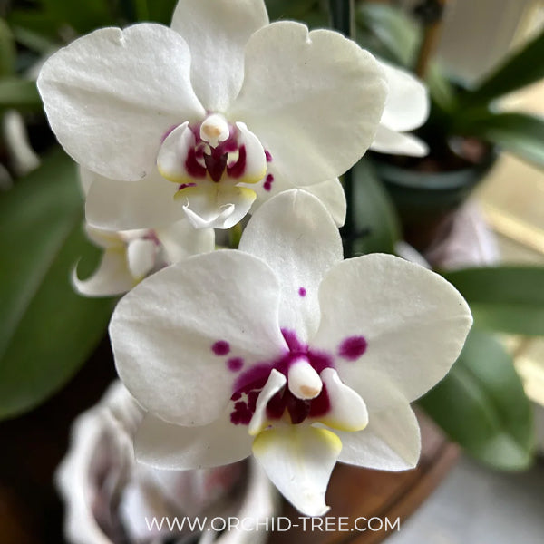 Phalaenopsis Kingcar K80447 Orchid Plant - FF