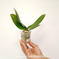 Phalaenopsis Kingcar Clown Orchid Plant - MS