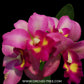 Cattleya Korn Lada Charming # 5 Wild Purple Orchid Plant - BS - Buy Orchids Plants Online by Orchid-Tree.com