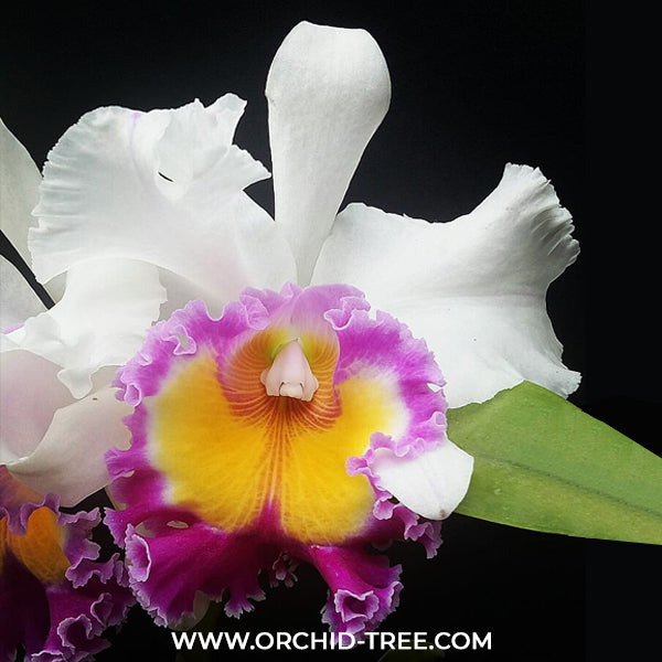 Cattleya Kwan Prapa Orchid Plant- BS