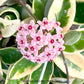 Hoya Carnosa Krimson Queen Variegated Plant