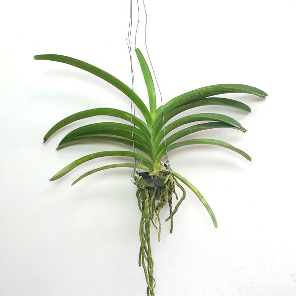 Vanda Kultana Blue Violet Orchid BS OrchidTree