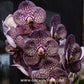 Vanda Kulvadee Fragrance Black Orchid Plant - SS