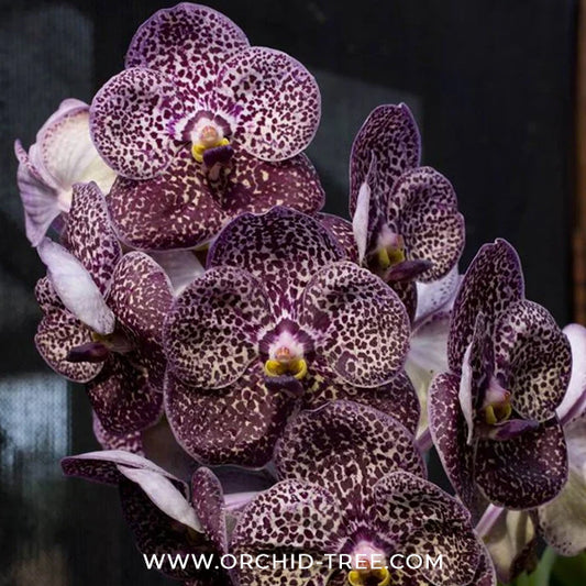 Vanda Kulvadee Fragrance Black Orchid Plant - SS