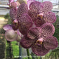 Vanda Kulvadee Fragrance Black Orchid Plant - SS