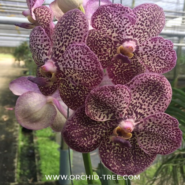 Vanda Kulvadee Fragrance Black Orchid Plant - SS