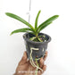 Vanda Kulvadee Fragrance Black Orchid Plant - SS
