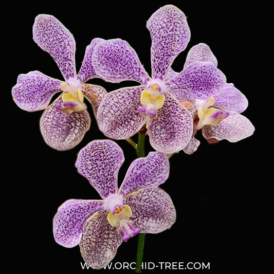 Vanda Kulwadee Fragrance X tessellata Orchid Plant - BS