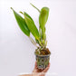 Cattleya Kwan Prapa Orchid Plant- BS