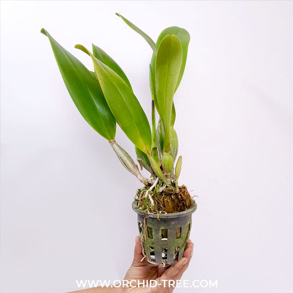 Cattleya Kwan Prapa Orchid Plant- BS