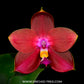 Phalaenopsis LD's Bear King - BS
