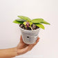 Phalaenopsis Gentle Love x Summer Pretty Orchid Plant - FF