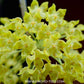 Hoya lambii