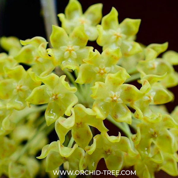 Hoya lambii
