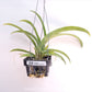 Oncidium (Hwra.) Lava Burst Orchid Plant - BS