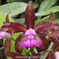 Cattleya leopoldii sp. Orchid Plant - MS