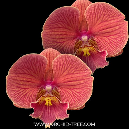 Phalaenopsis Lianher Golden Cheese Orchid Plant - FF (Emerging spike)
