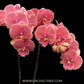 Phalaenopsis Lianher Golden Cheese Orchid Plant - FF (Emerging spike)