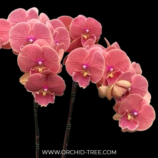 Phalaenopsis Lianher Golden Cheese Orchid Plant - FF (Emerging spike)
