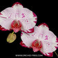 Phalaenopsis Lianher Shark Orchid Plant - FF