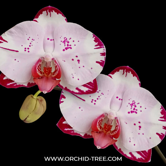 Phalaenopsis Lianher Shark Orchid Plant - FF