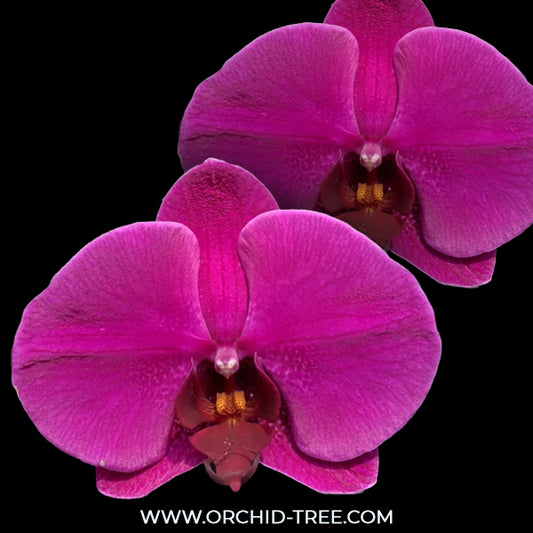 Phalaenopsis Lianher Blush Orchid Plant - FF