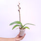 Phalaenopsis Lianher Blush Orchid Plant - FF