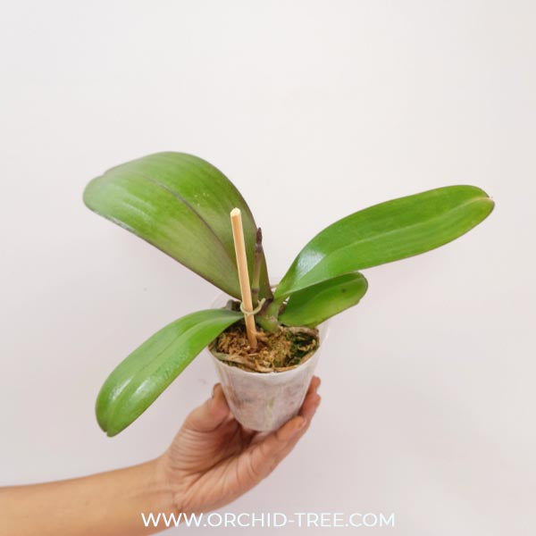 Phalaenopsis Lianher Blush Orchid Plant - FF