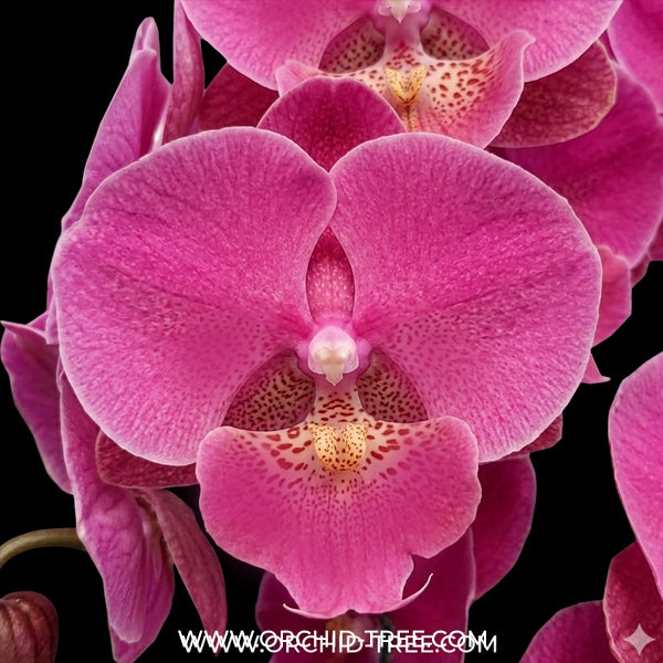 Phalaenopsis Lianher California Orchid Plant - FF
