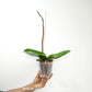 Phalaenopsis Lianher Mermaid Orchid Plant - FF
