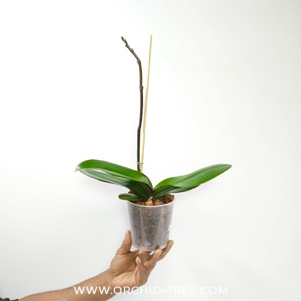 Phalaenopsis Lianher Mermaid Orchid Plant - FF
