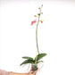 Phalaenopsis Lianher Orange Orchid Plant - FF
