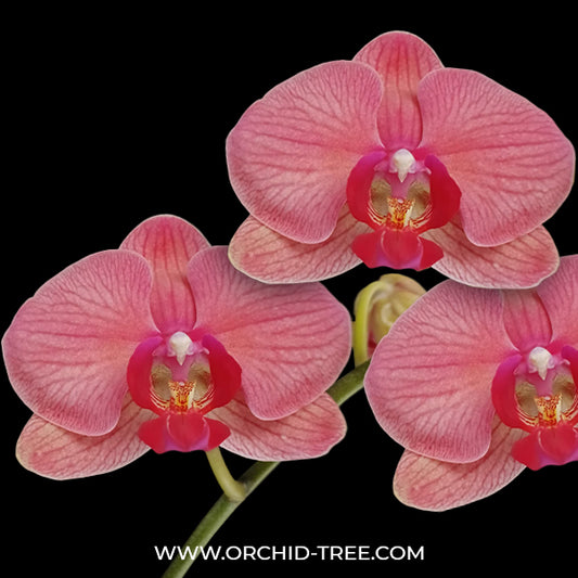 Phalaenopsis Lianher Orange Orchid Plant - FF