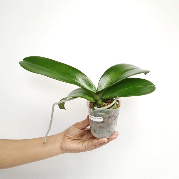 Phalaenopsis Lianher Shark Orchid Plant - BS