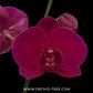 Phalaenopsis Lianher Super Red Orchid Plant - FF