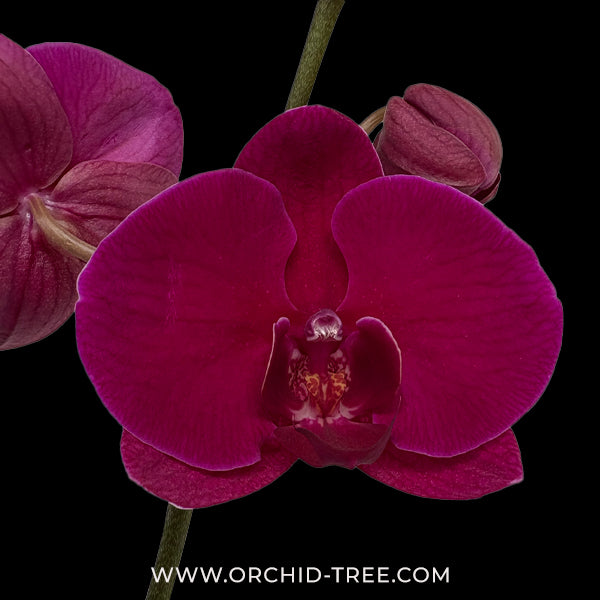 Phalaenopsis Lianher Super Red Orchid Plant - FF