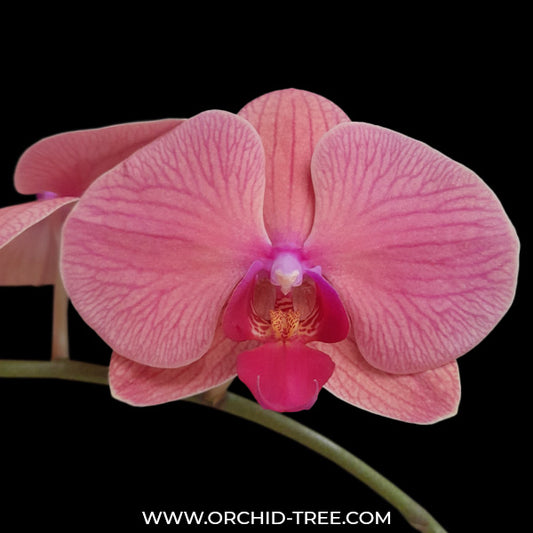 Phalaenopsis Lianher Orange - FF