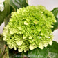 Hydrangea | with flower