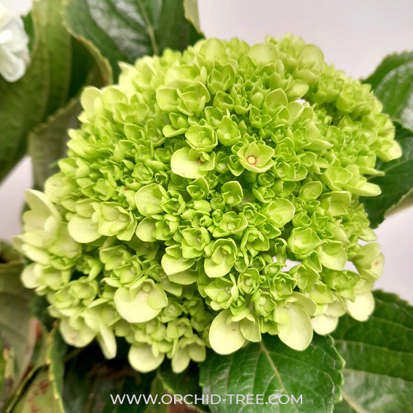 Hydrangea | with flower