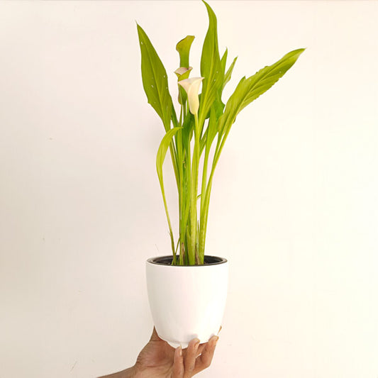 Calla Lilly White with flowers