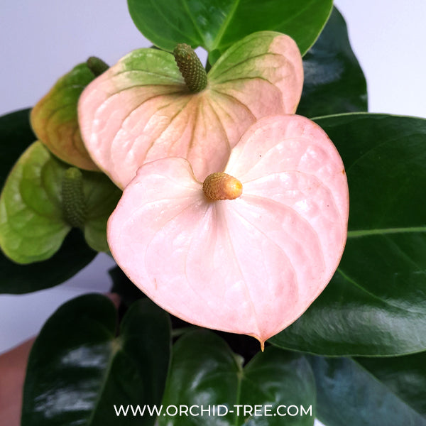 Anthurium Light Pink  - FF