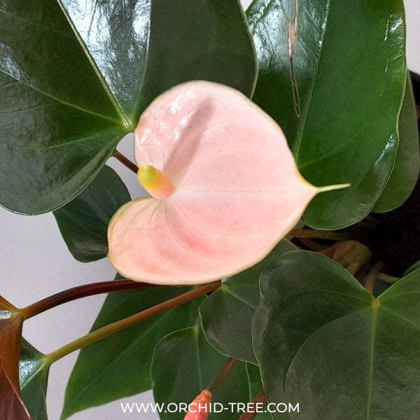 anthurium light pink Anthurium Light Pink