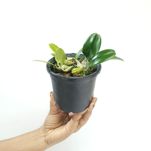 Dendrobium lindleyi sp. Orchid Plant - BS