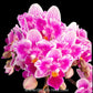 Phalaenopsis Lioulin Grape (Peloric-3lips) - BS - Buy Orchids Plants Online by Orchid-Tree.com