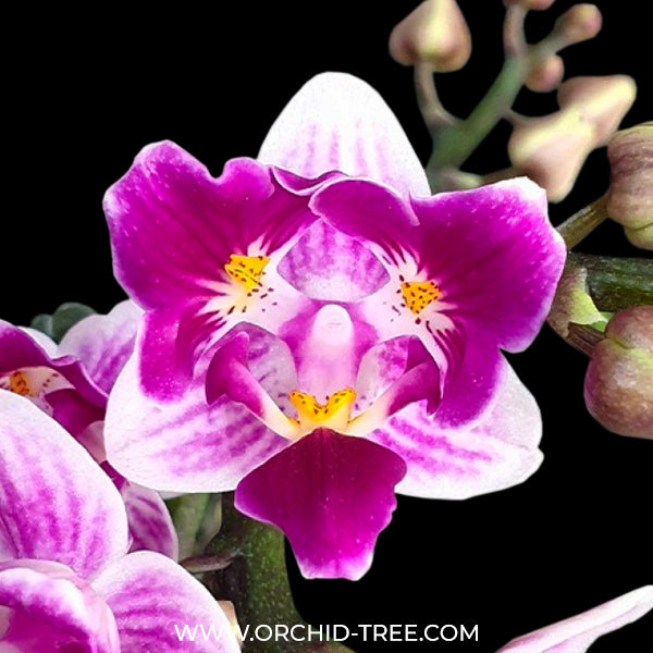 Phalaenopsis Lioulin Grape (Peloric-3lips) - BS - Buy Orchids Plants Online by Orchid-Tree.com