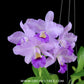 Cattleya Lipolani Blue Orchid Plant - BS